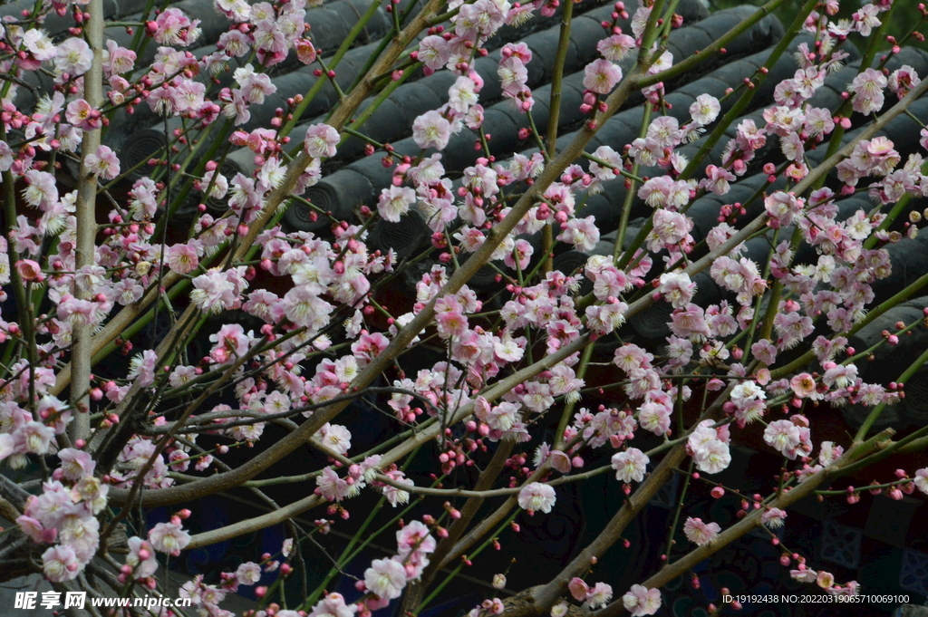 梅花 