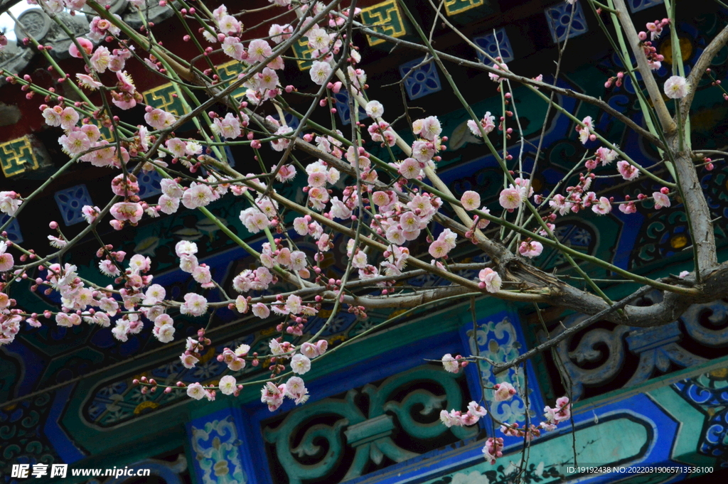 梅花 