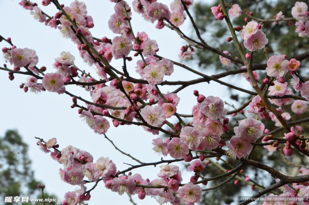 梅花
