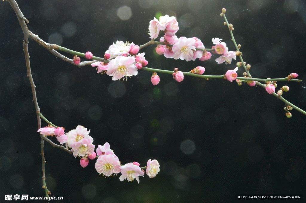 梅花 