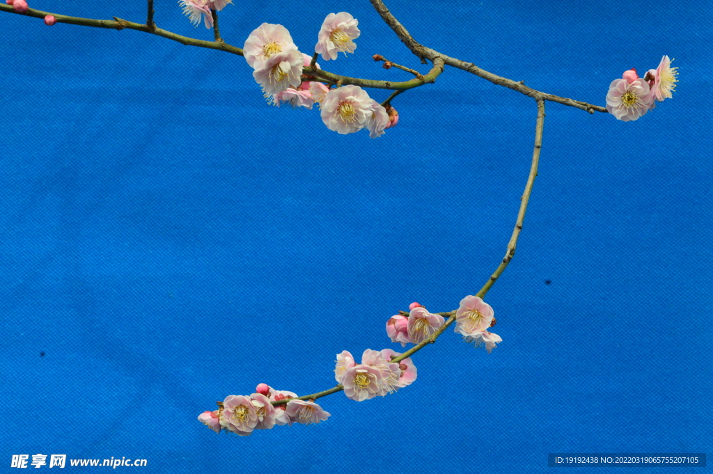 梅花