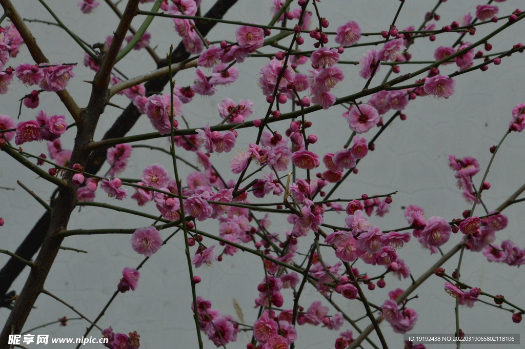 梅花
