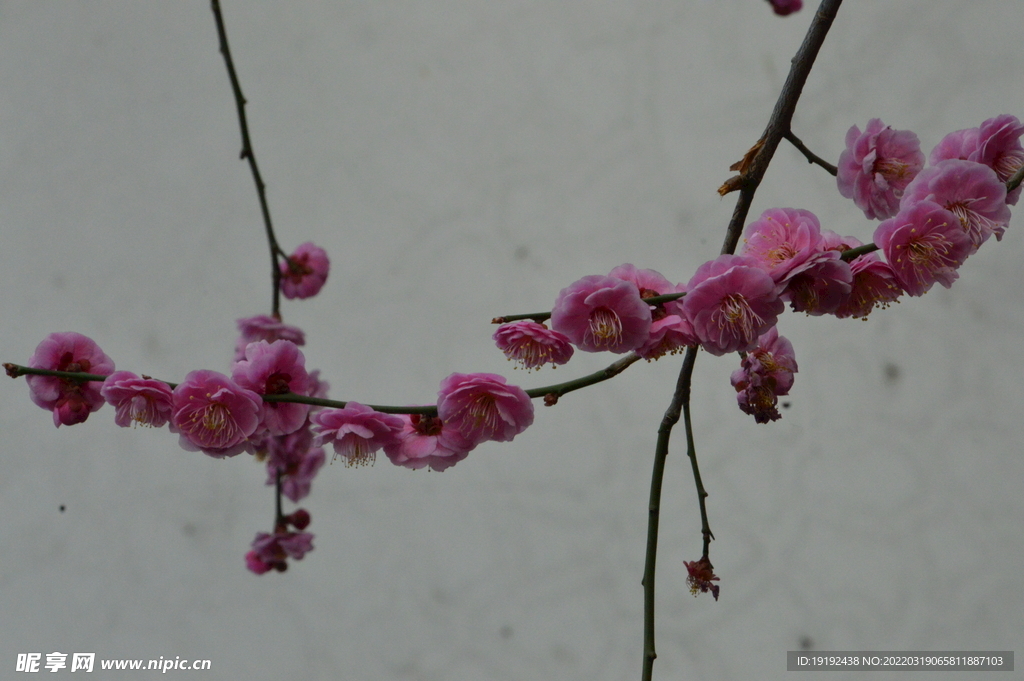 梅花 