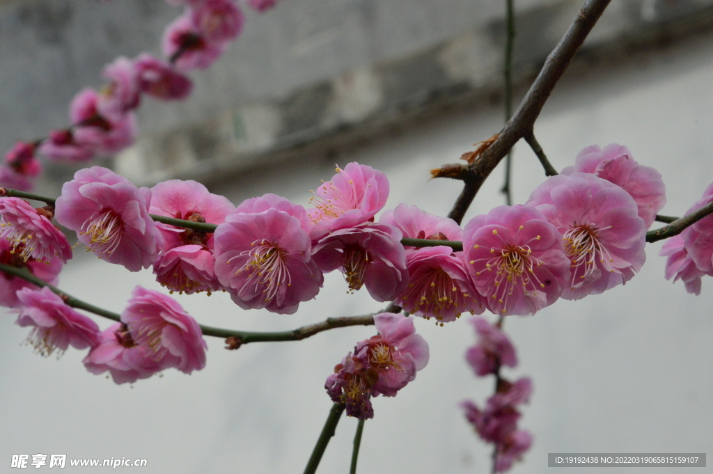 梅花 