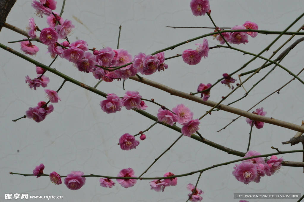 梅花 