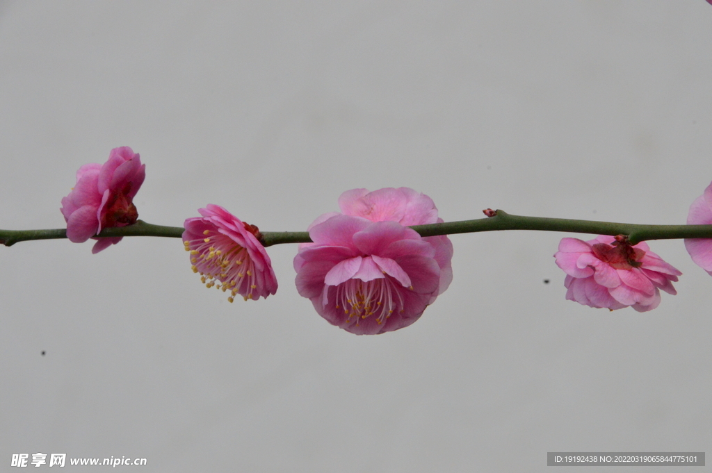 梅花 