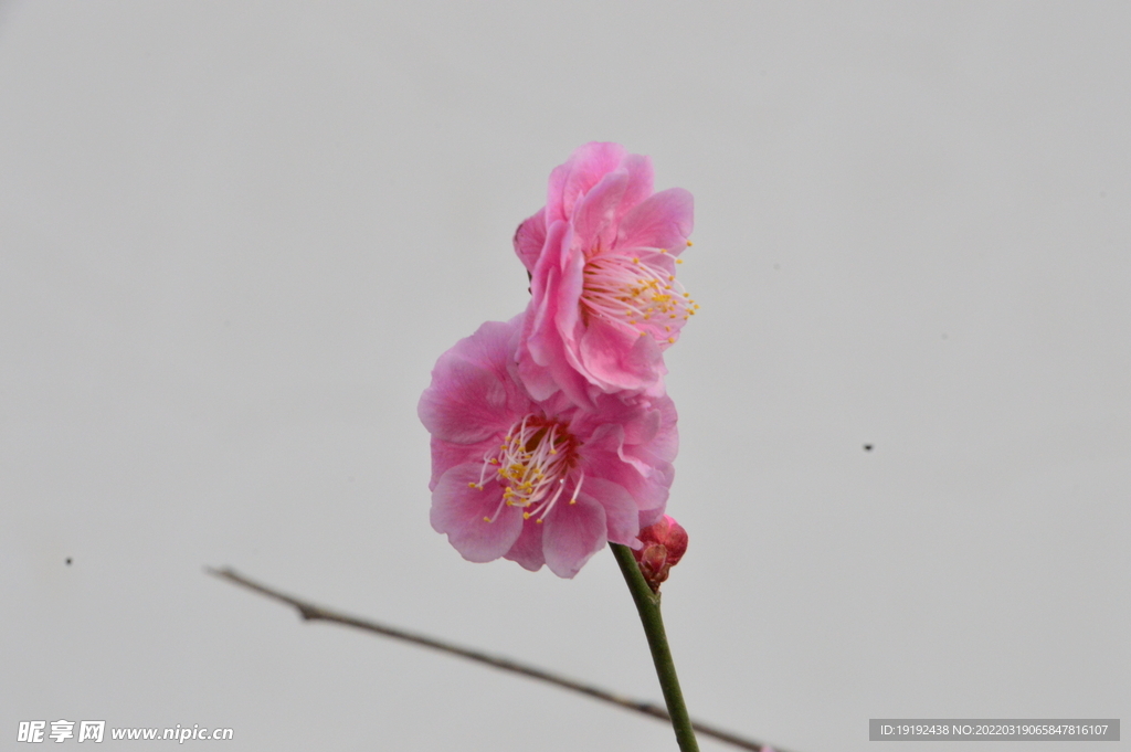 梅花 