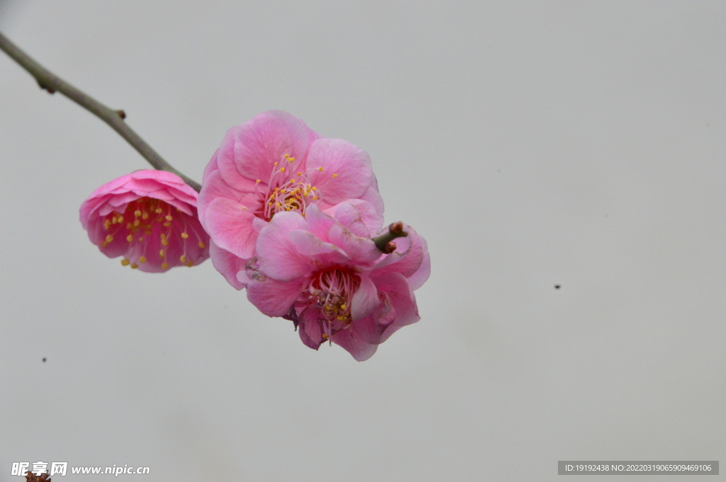 梅花 
