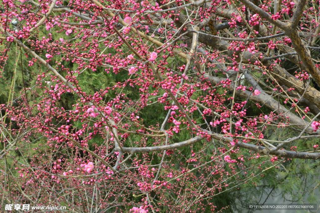 梅花 