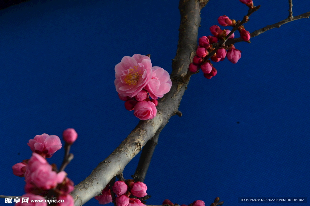 梅花 