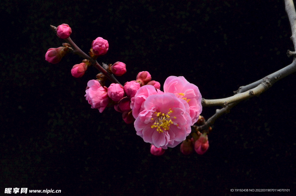 梅花 