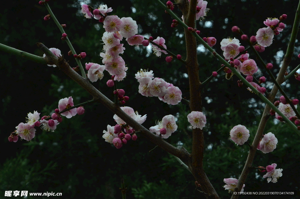 梅花 