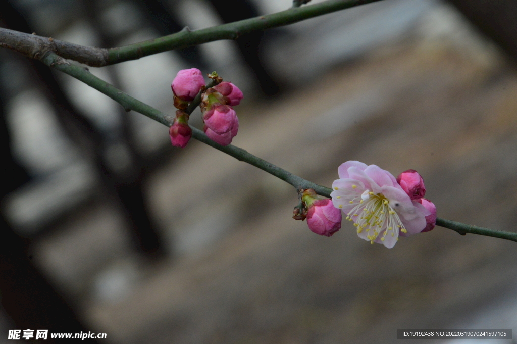 梅花 