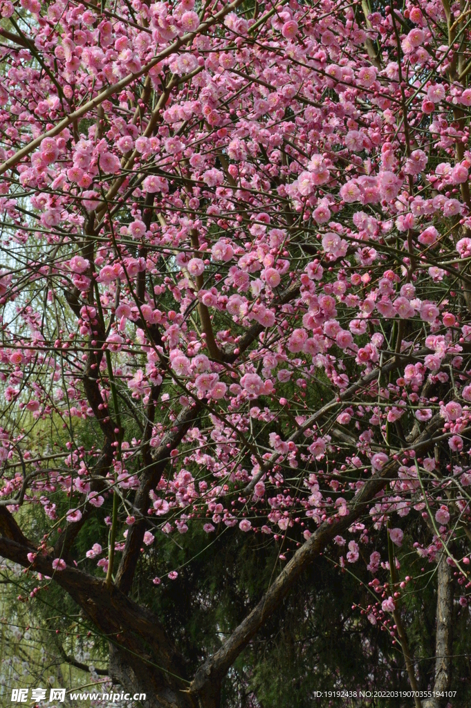 梅花