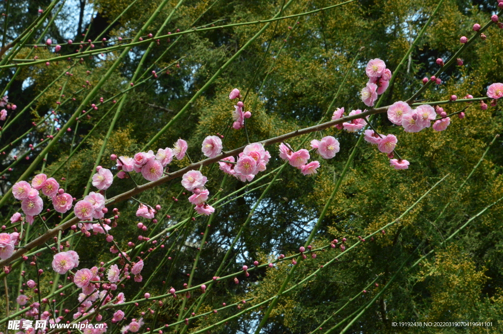 梅花 