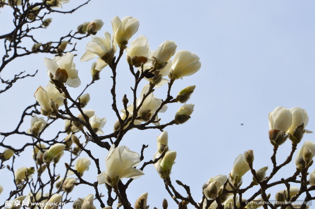 玉兰花