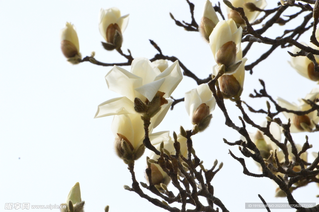 玉兰花