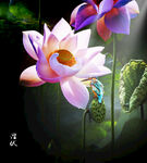 荷花翠鸟