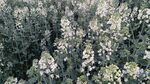 油菜花