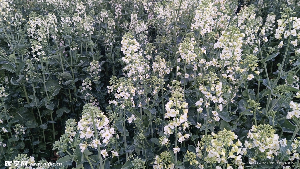 油菜花