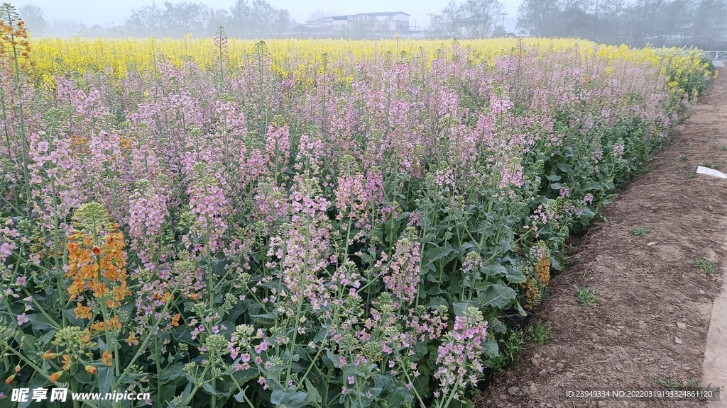 油菜花