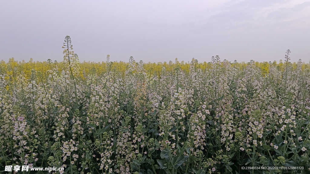 油菜花