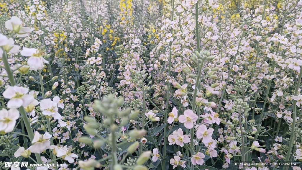 油菜花