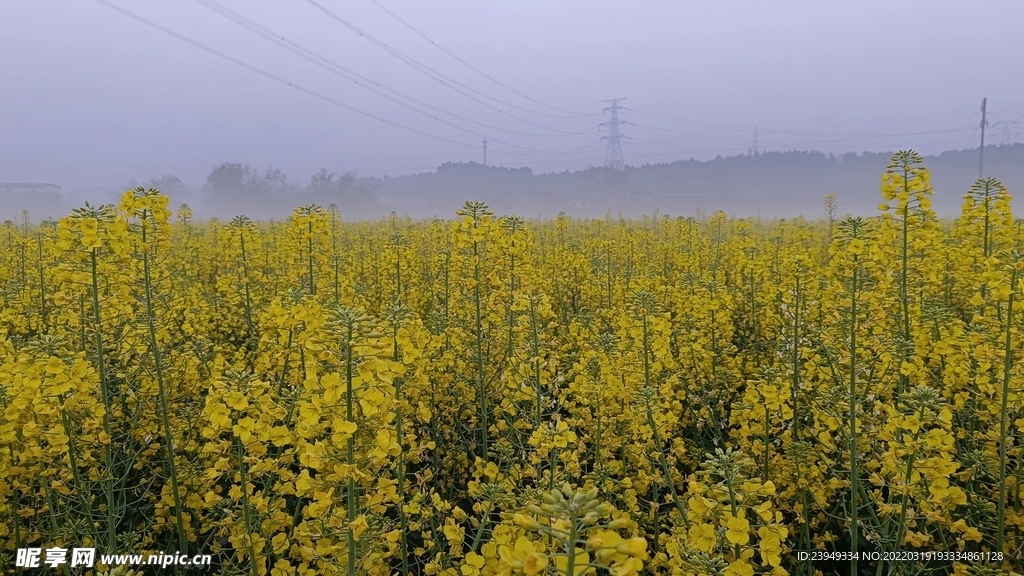 油菜花