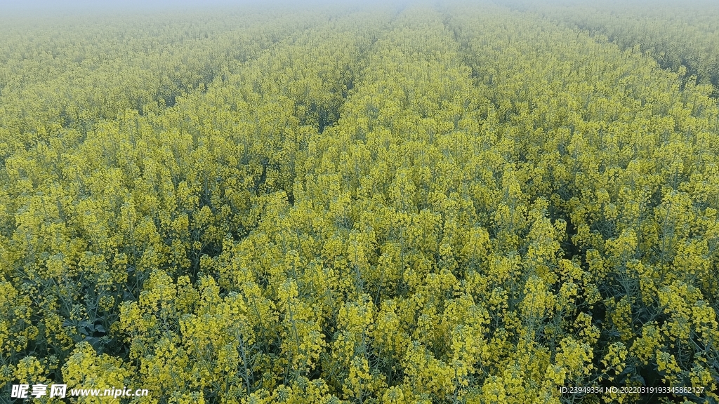 油菜花