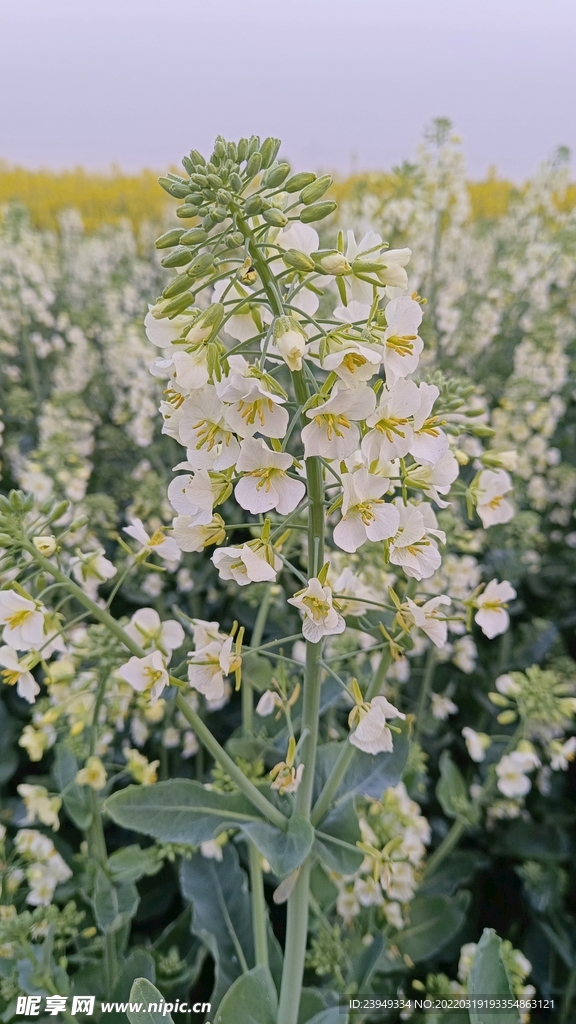 油菜花