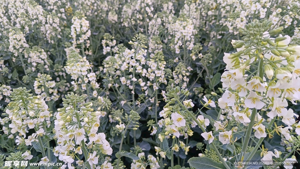 油菜花