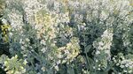 油菜花