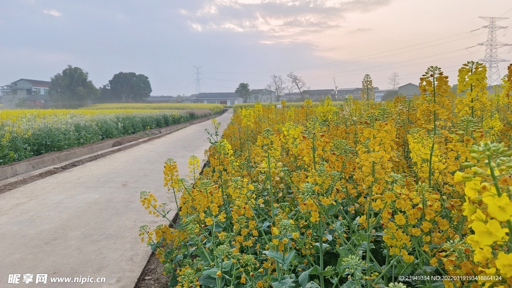 油菜花