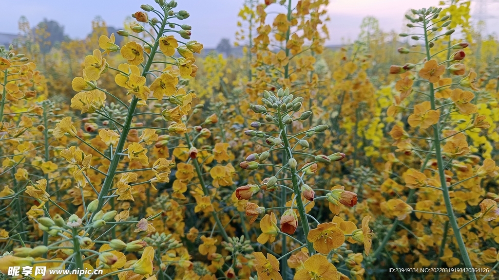 油菜花