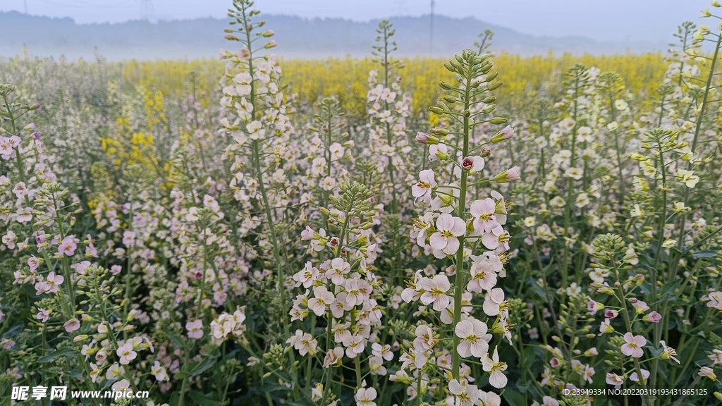 油菜花