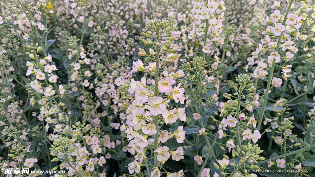 油菜花