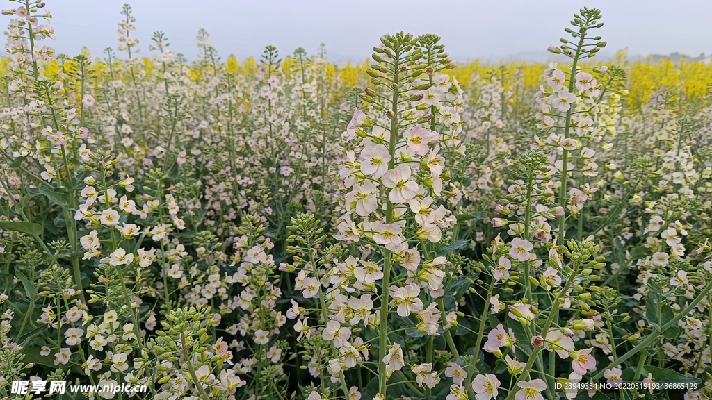 油菜花