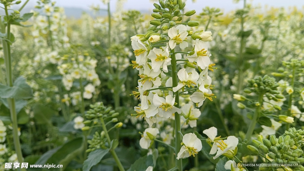 油菜花