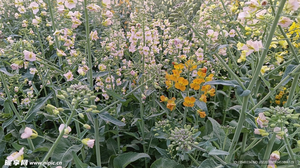 油菜花