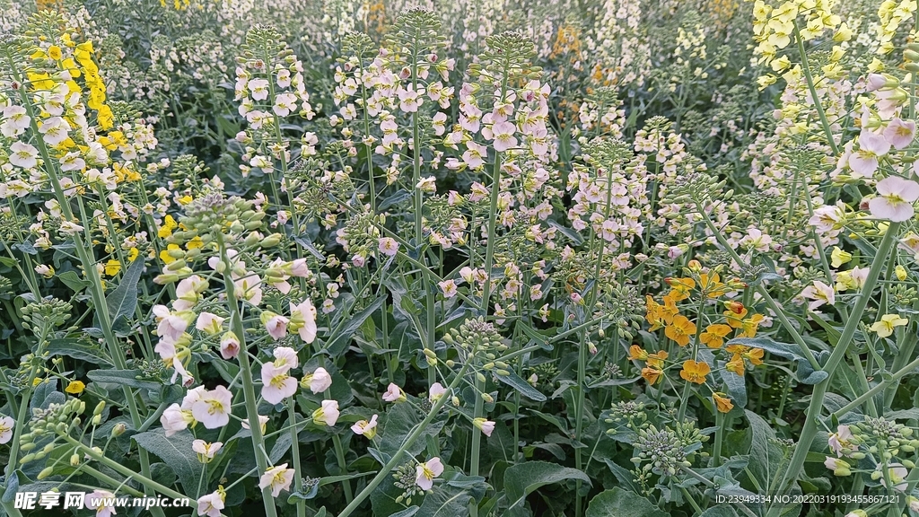 油菜花