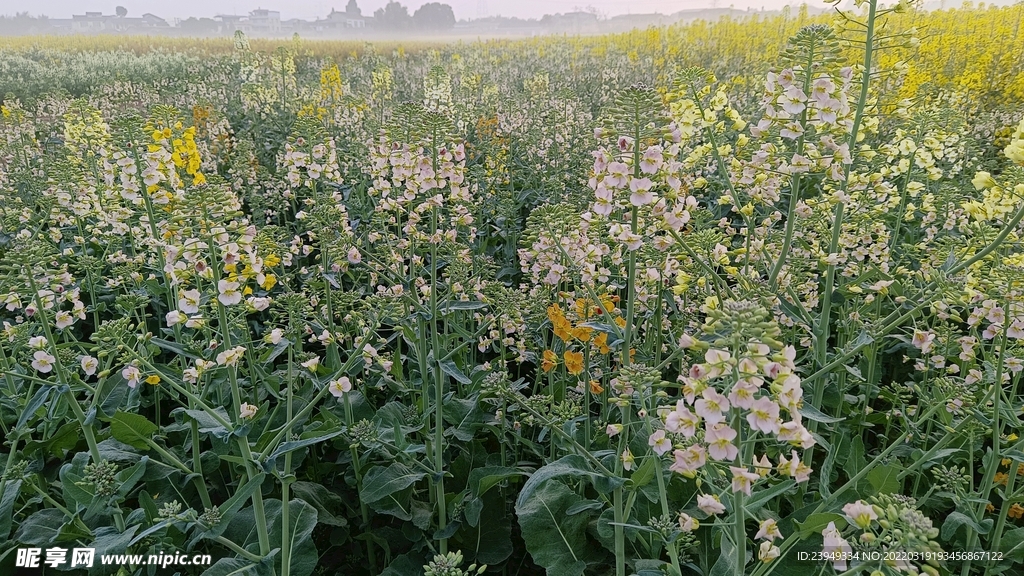 油菜花