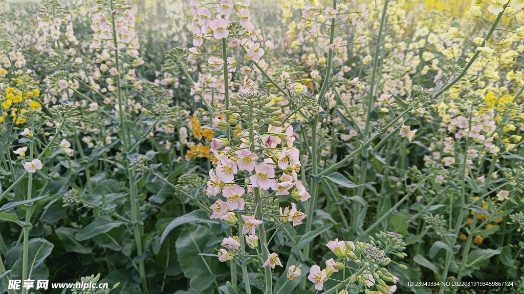 油菜花