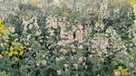 油菜花