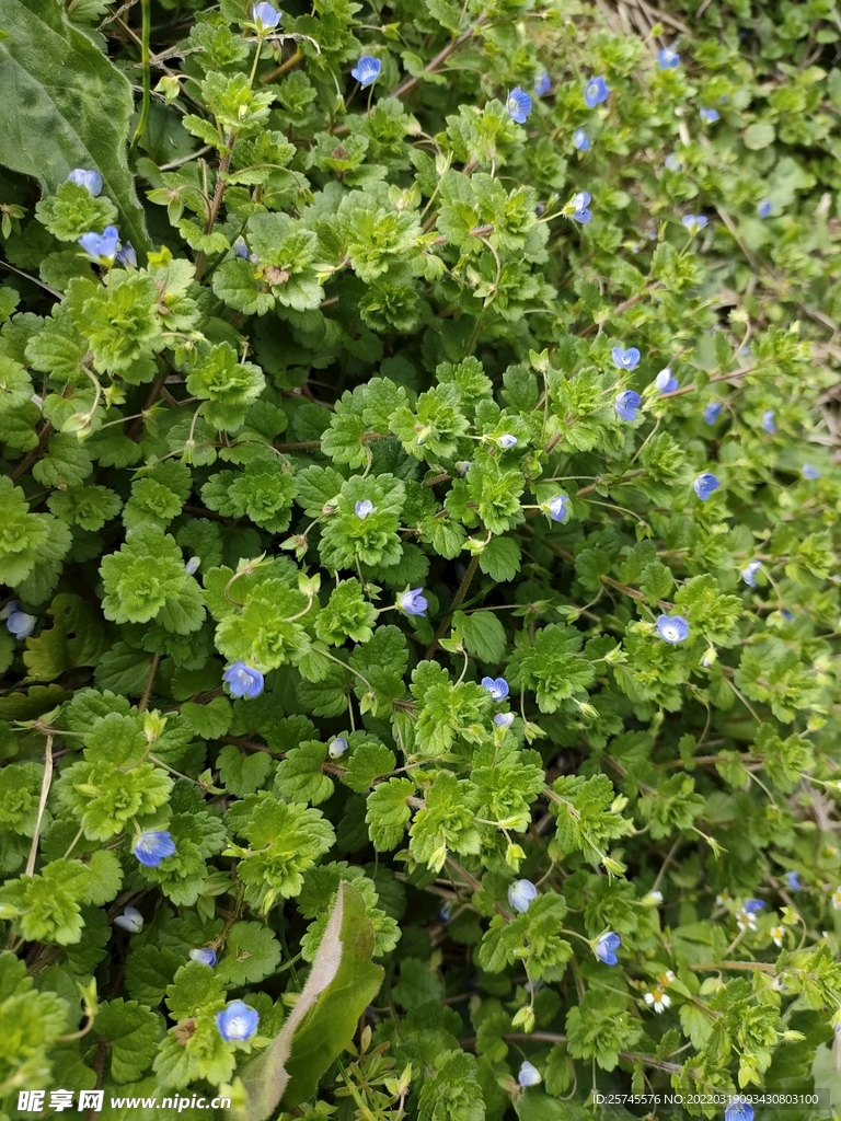 蓝色小野花