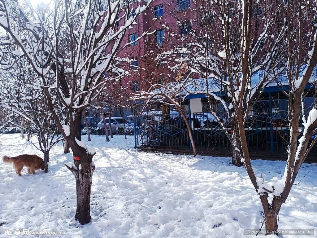 冬季小区雪景01