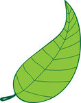 树叶 茶叶