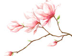 桃花樱花