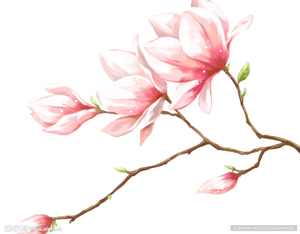 桃花樱花