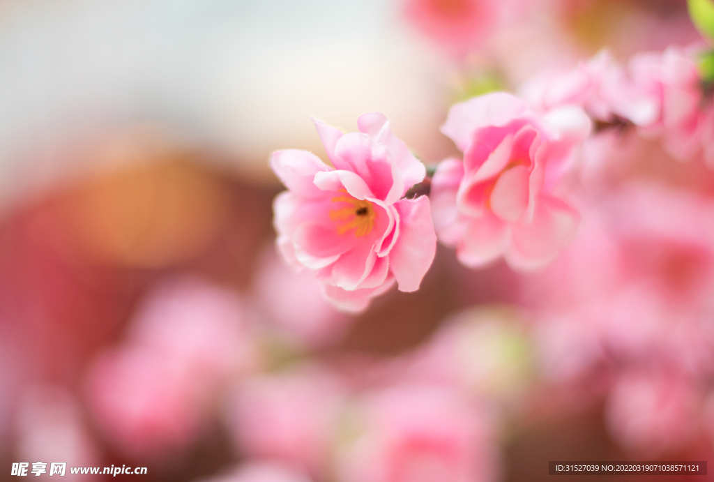 粉色桃花摄影