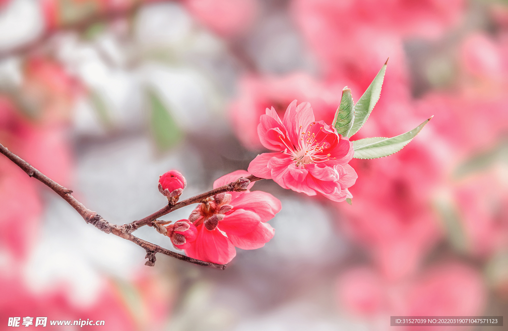 粉色桃花高清摄影素材